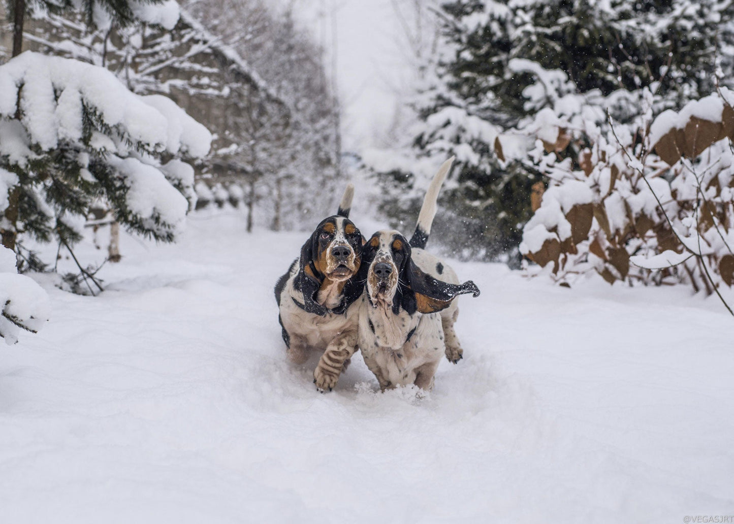 Top Ten Winter Weather Tips For Pets