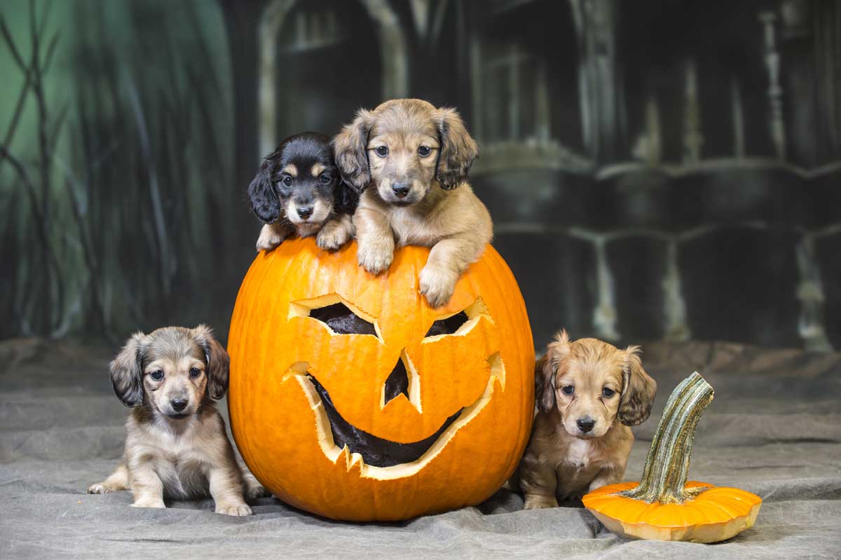 Seven things to look forward to this fall... if you're a dog or cat!