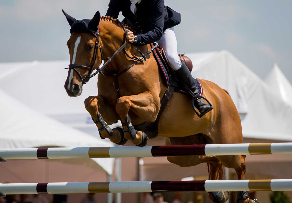 Joint Health in Horses