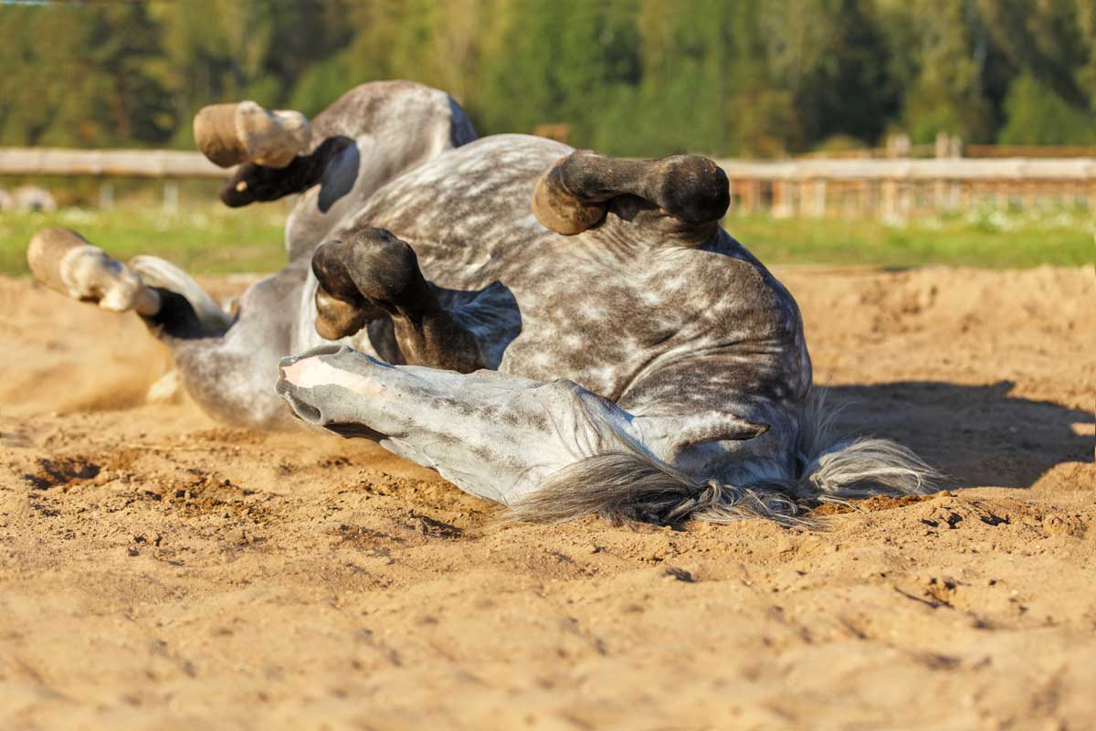 That Gut Feeling – Maintaining Digestive Health in Horses