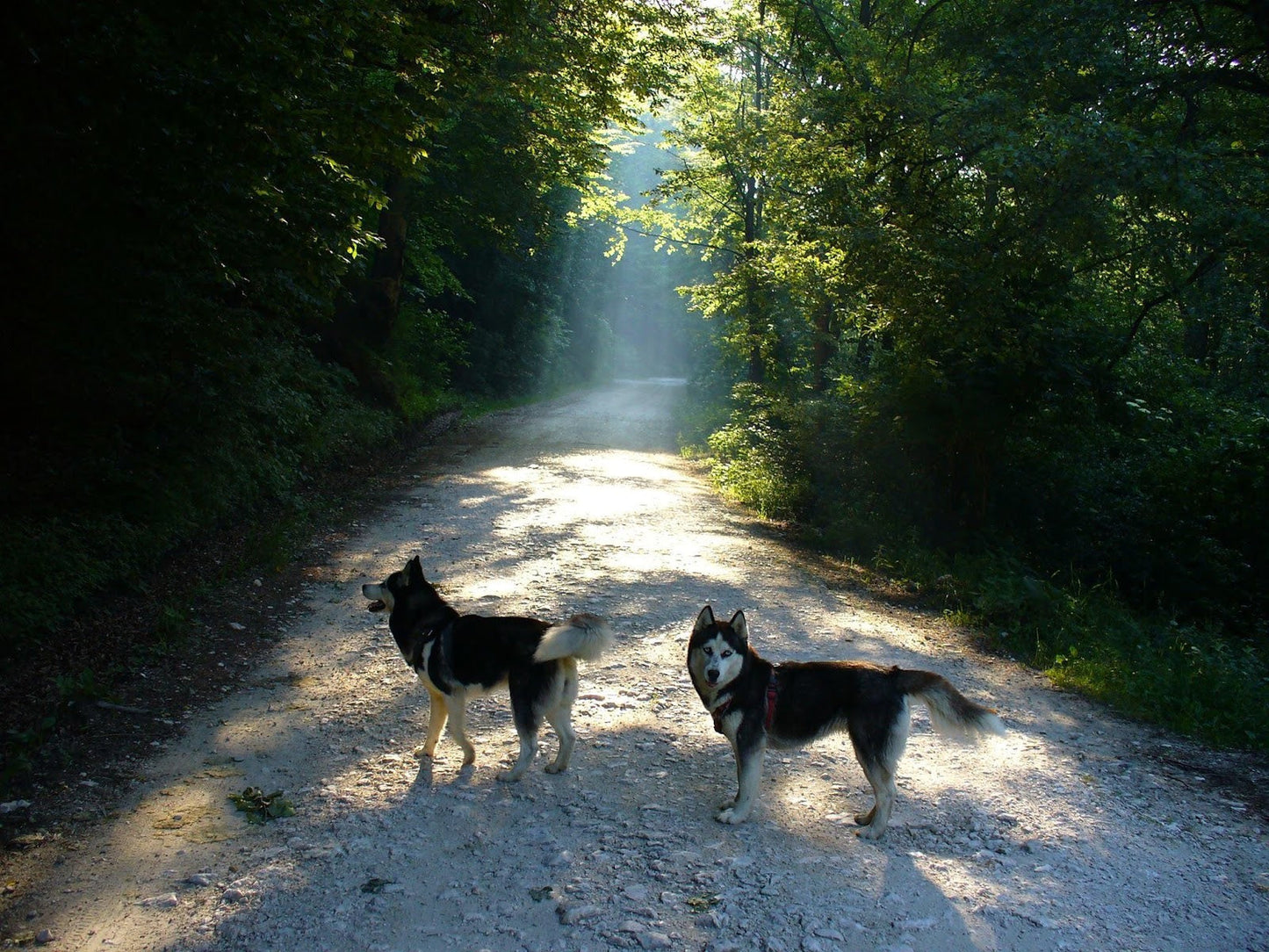 4 Outdoor Exercises for You & Your Dog to Strengthen the Bond