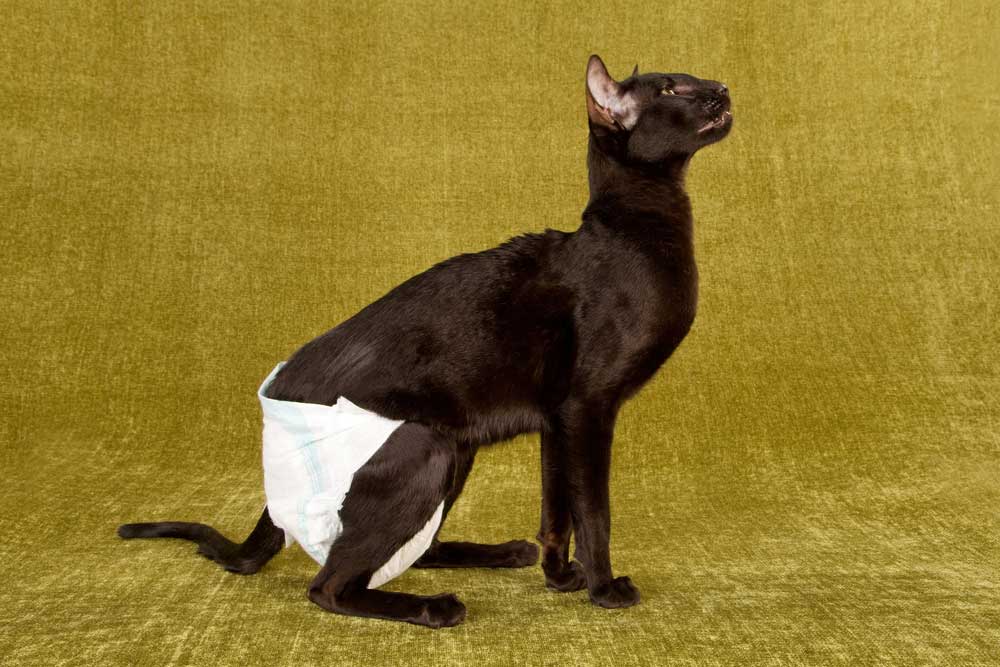 Feline Urinary Incontinence – The Leaky Cat