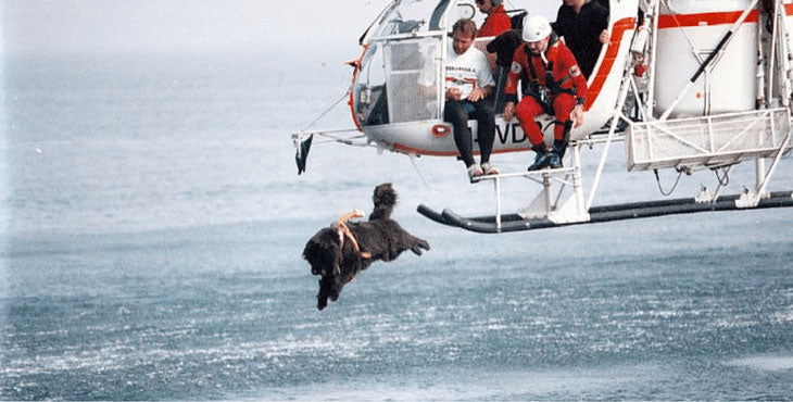 Animals with Jobs – Doggie Lifeguard