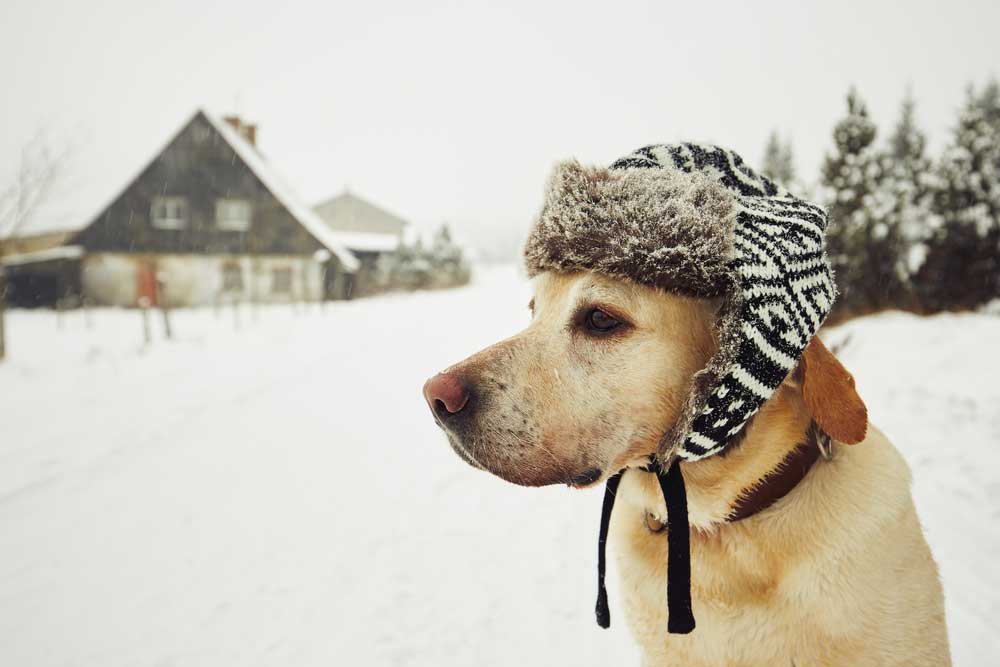 4 Simple ways to improve your older pet's life this winter