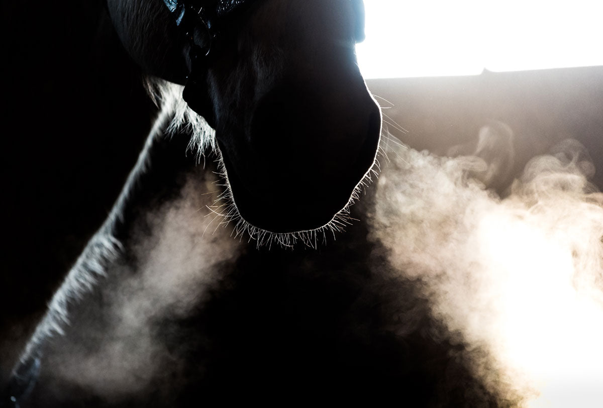 Respiratory Allergies in Horses
