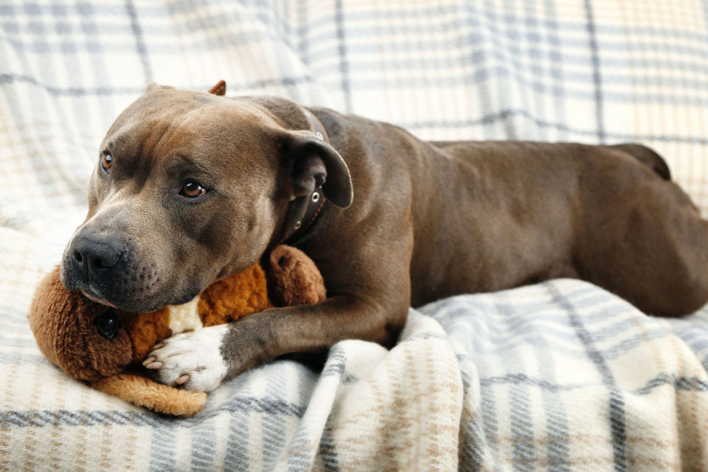 Is The End Of Summer The Time For Peak Separation Anxiety?