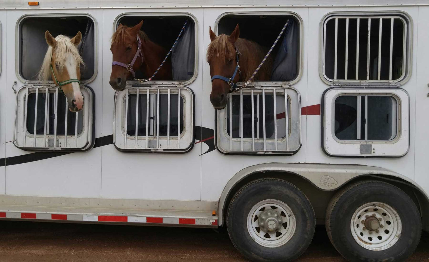 Top Tips For Safe Travelling With Your Horse