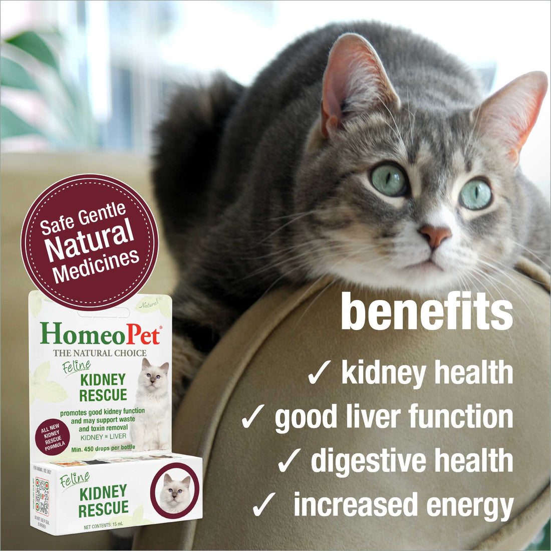 FELINE KIDNEY RESCUE – HomeoPet