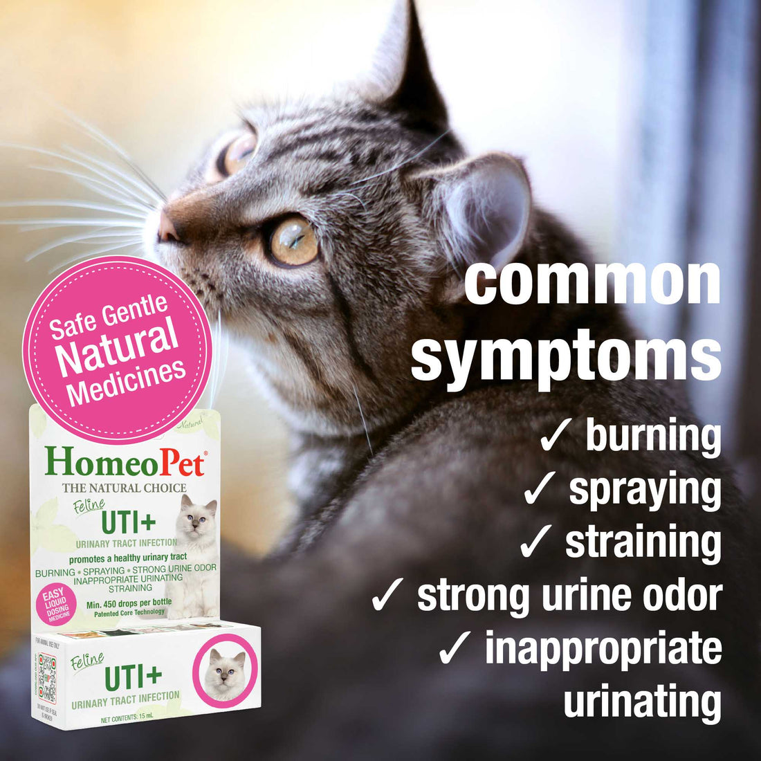 Photo inspiration: Cranberry For Feline Uti Prevention Reference: Feline Uti
