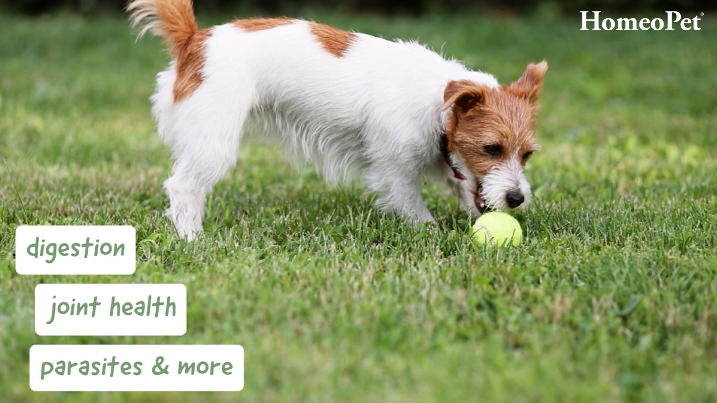 HomeoPet Canine Range