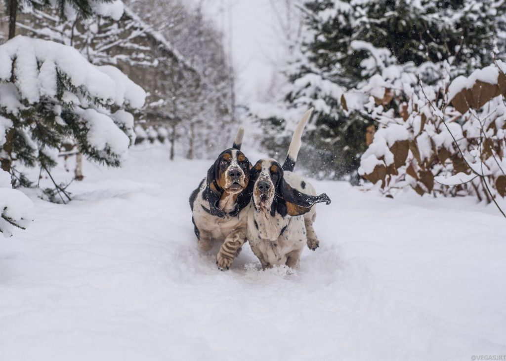 Top Ten Weather Tips For Pets - HomeoPet