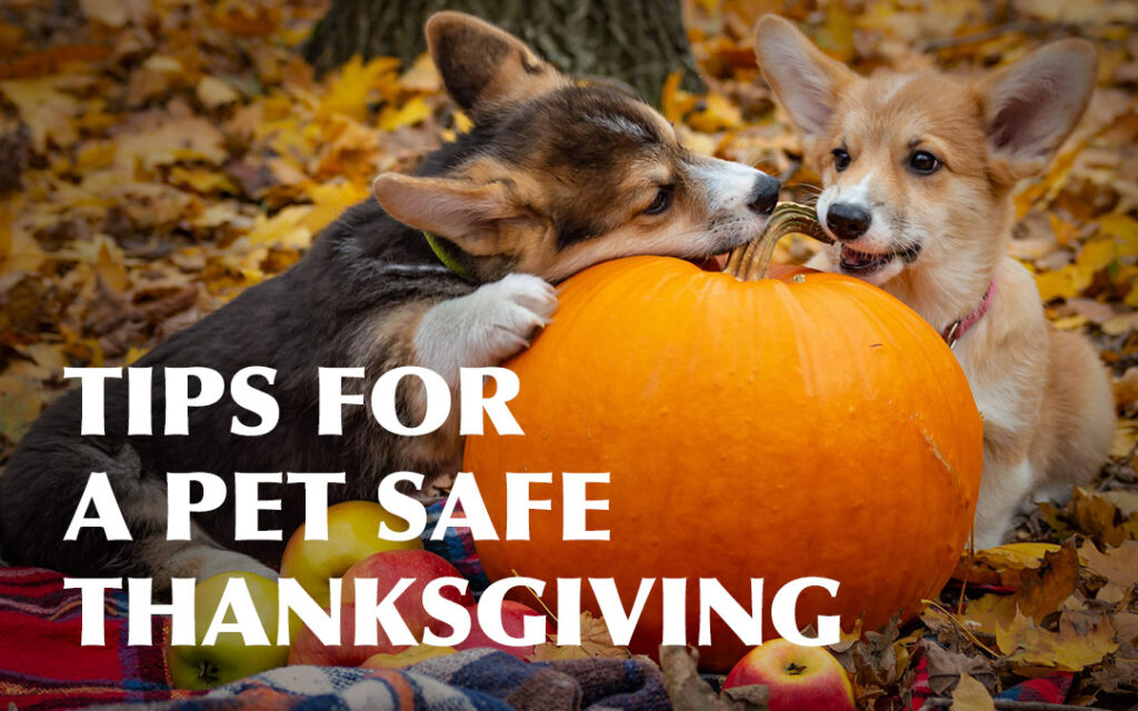 Tips_PetSafe_Thanksgiving